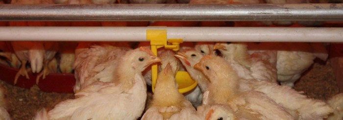 Alat peternakan ayam broiler