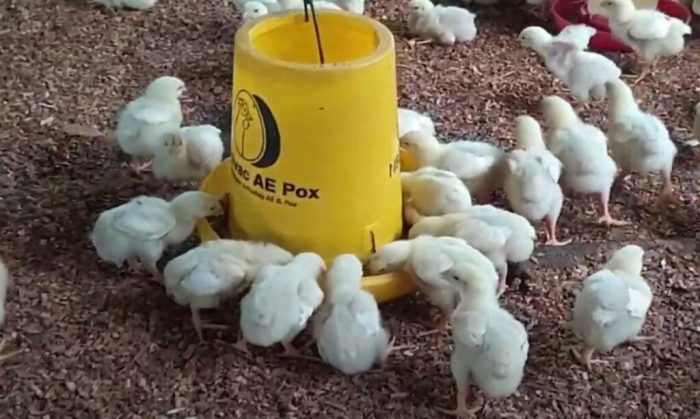 Panduan Lengkap Ayam Broiler 2025