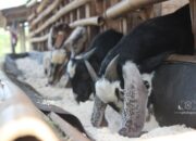 Analisa Usaha Kambing Etawa