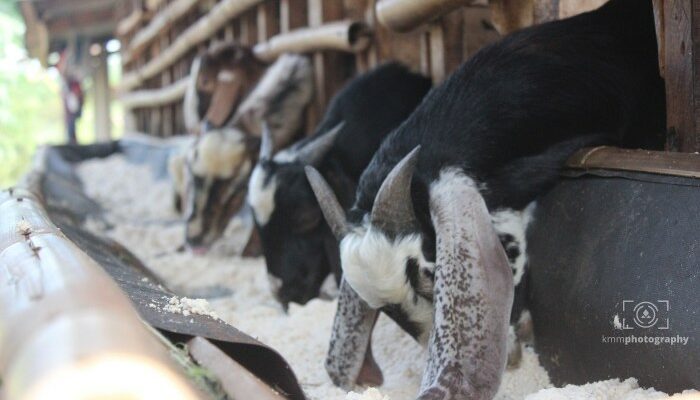 Analisa Usaha Kambing Etawa