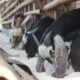 Kambing etawa pemula budidaya macam ilmubudidaya pe peranakan mudah yang