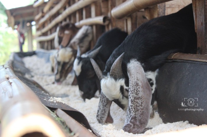 Kambing etawa pemula budidaya macam ilmubudidaya pe peranakan mudah yang Kambing etawa pemula budidaya macam ilmubudidaya pe peranakan mudah yang