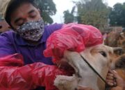 Kualitas Pakan Buruk Sebagai Pemicu Penyakit Metabolik Pada Sapi