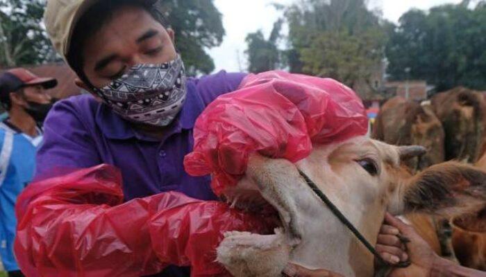 Kualitas Pakan Buruk Sebagai Pemicu Penyakit Metabolik Pada Sapi