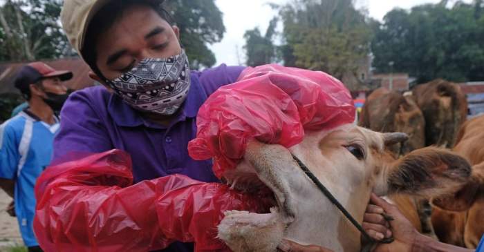 Kualitas pakan buruk sebagai pemicu penyakit metabolik pada sapi