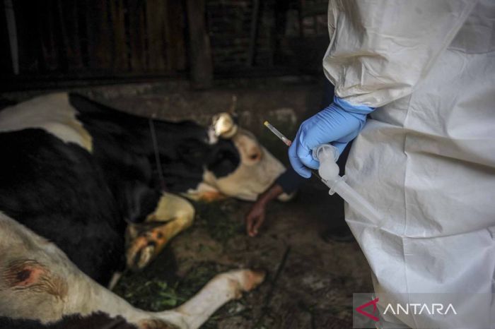 Cara mengevaluasi kualitas pakan untuk mencegah penyakit hewan