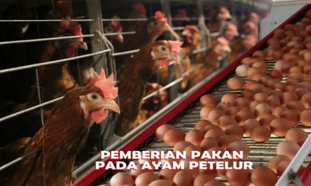 Rekomendasi Vitamin Dan Mineral Untuk Ayam Petelur