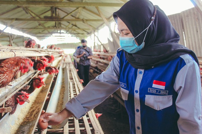 Model bisnis ternak unggas skala kecil dan menengah