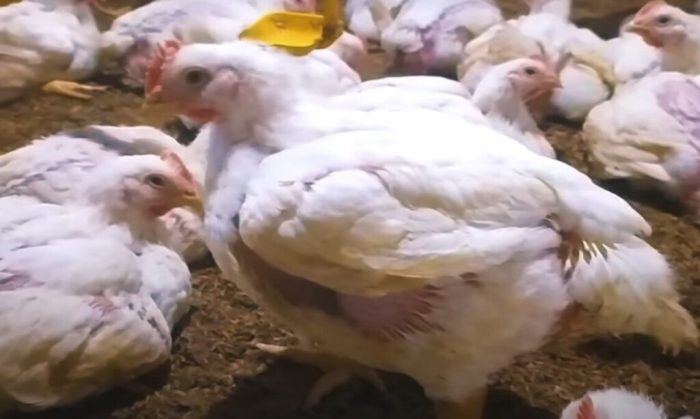 Gejala defisiensi vitamin D pada ayam broiler