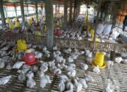 Ternak Ayam Broiler Hasil Maksimal