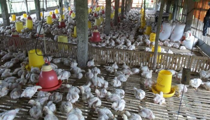 Ternak Ayam Broiler Hasil Maksimal