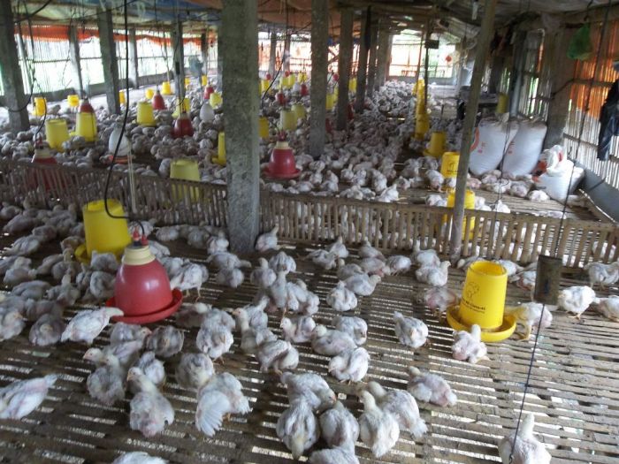 Ternak ayam broiler skala industri