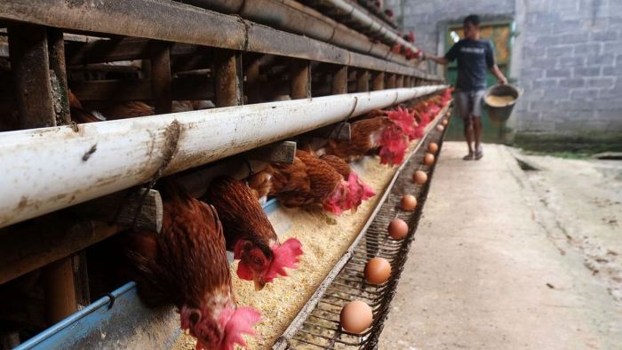 Waktu pemberian pakan ideal untuk ayam petelur
