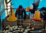 Ternak Ayam Broiler Sistem Intensif