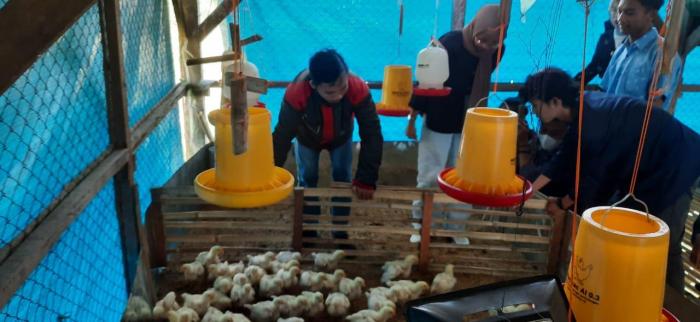 Ternak ayam broiler sistem intensif