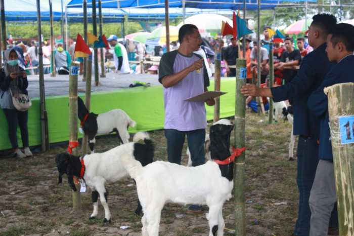 Etawa kambing kontes juara
