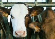 Sapi ternak pemula panduan lengkap gemuk cepat