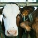 Sapi ternak pemula panduan lengkap gemuk cepat