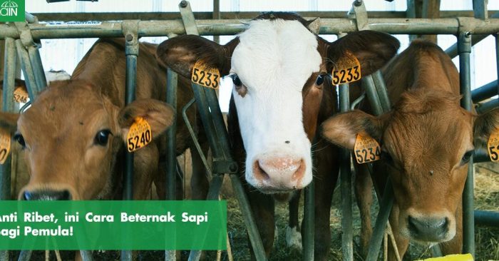 Sapi ternak pemula panduan lengkap gemuk cepat Sapi ternak pemula panduan lengkap gemuk cepat
