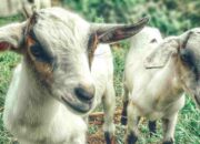 Budidaya Kambing Etawa Organik