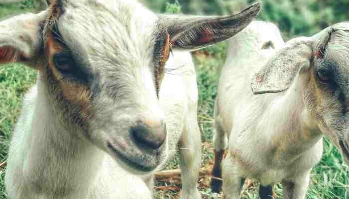 Budidaya Kambing Etawa Organik