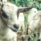 Cara memilih bibit kambing unggulan