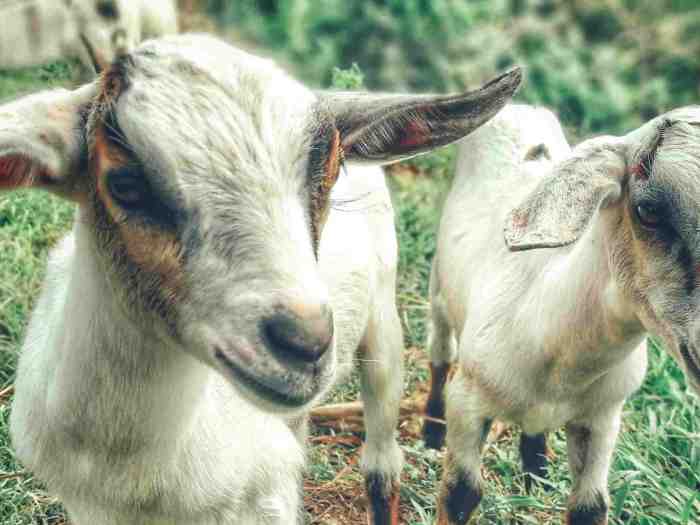 Cara memilih bibit kambing unggulan