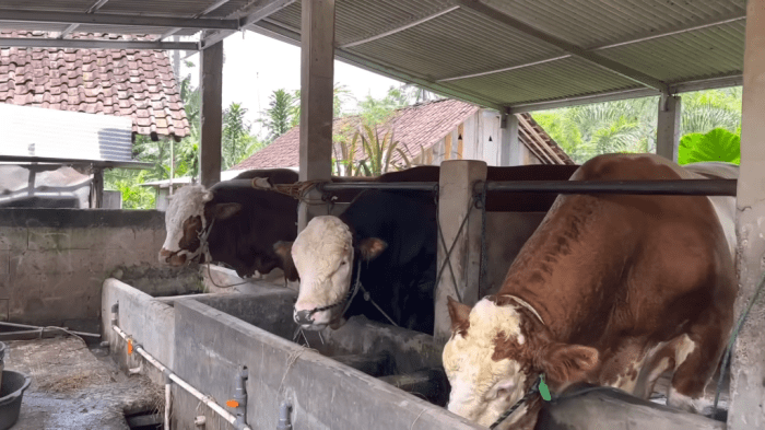 Kiat Sukses Ternak Kambing Skala Kecil
