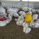 Peluang usaha ayam broiler 2025
