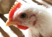 Konversi Pakan Ayam Broiler