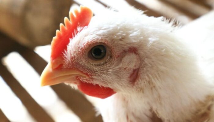 Konversi Pakan Ayam Broiler