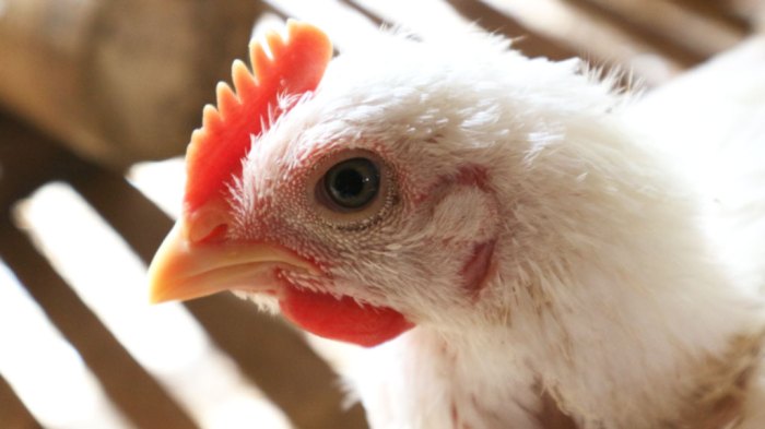 Budidaya ayam broiler sukses