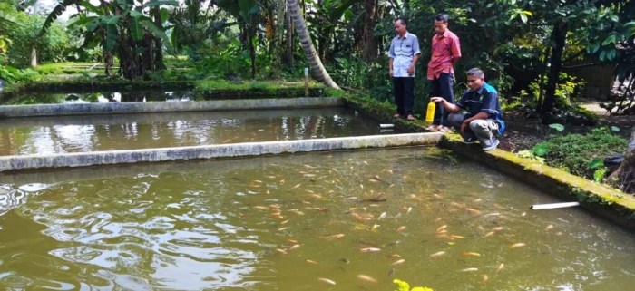 5 Komoditas Unggul untuk Budidaya Ikan Air Tawar