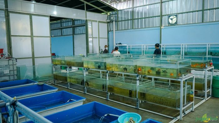 Hias ikan budidaya bisnis memulai sukses porgy tempat Budidaya ikan hias