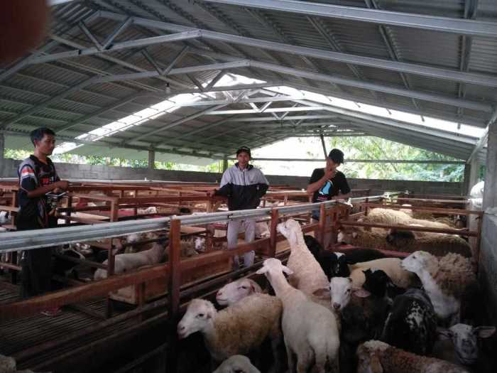 Cara sukses beternak kambing pedaging