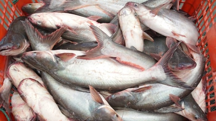 Ikan patin budidaya pembesaran mudah tenggiri secara benih teknik kolam ternak bisnis panen agar cepat paling menggiurkan panduan lengkap pakan Budidaya ikan patin