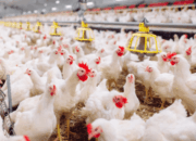 Cara Ternak Ayam Broiler Pemula