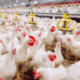 Cara ternak ayam broiler pemula