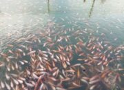 Budidaya Ikan Cepat Panen Dan Untung