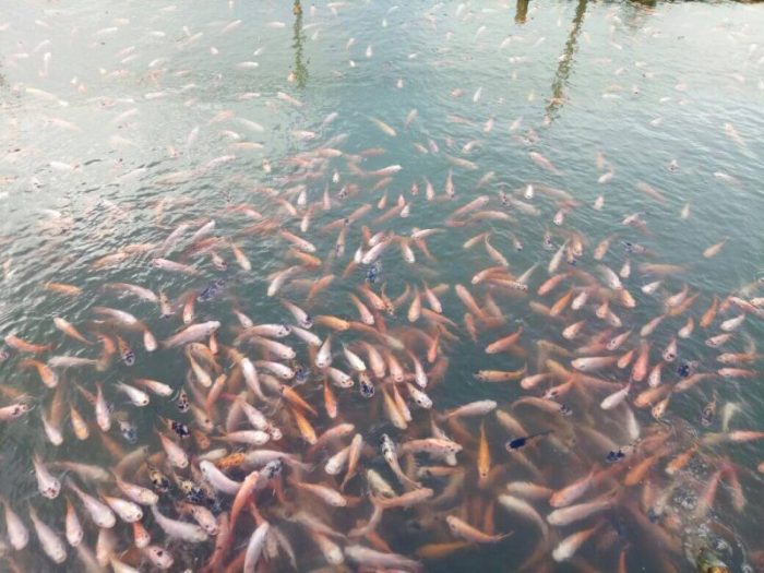 Budidaya ikan cepat panen dan untung