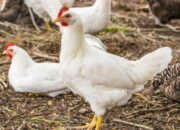 Ayam Broiler Tahan Penyakit
