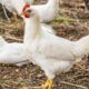 Jadwal vaksinasi ayam broiler