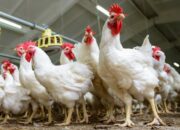 Ternak ayam broiler cepat panen
