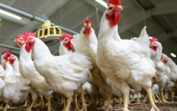 Ternak ayam broiler cepat panen