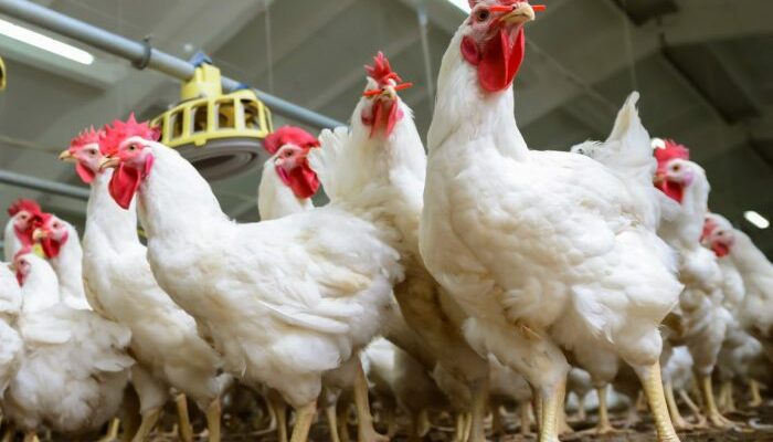 Pemasaran Ayam Broiler