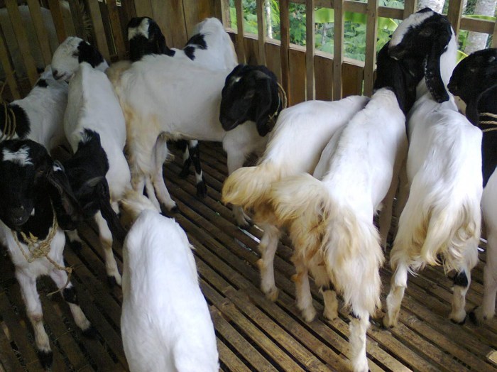 Cara sukses beternak kambing pedaging
