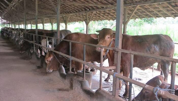 Penggemukan Sapi Intensif