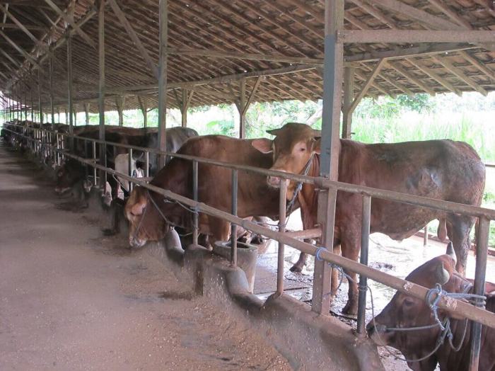 Penggemukan sapi intensif