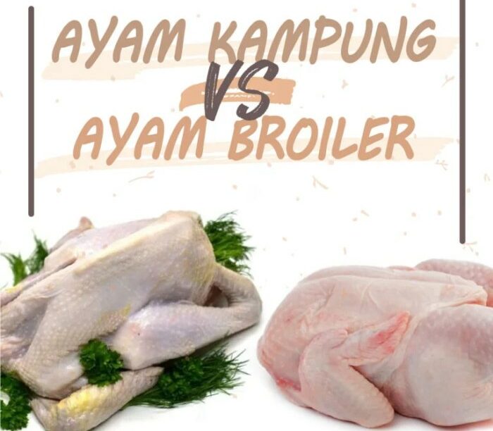 Ayam potong kampung eyang liar