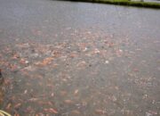 Teknik Pemijahan Ikan Air Tawar